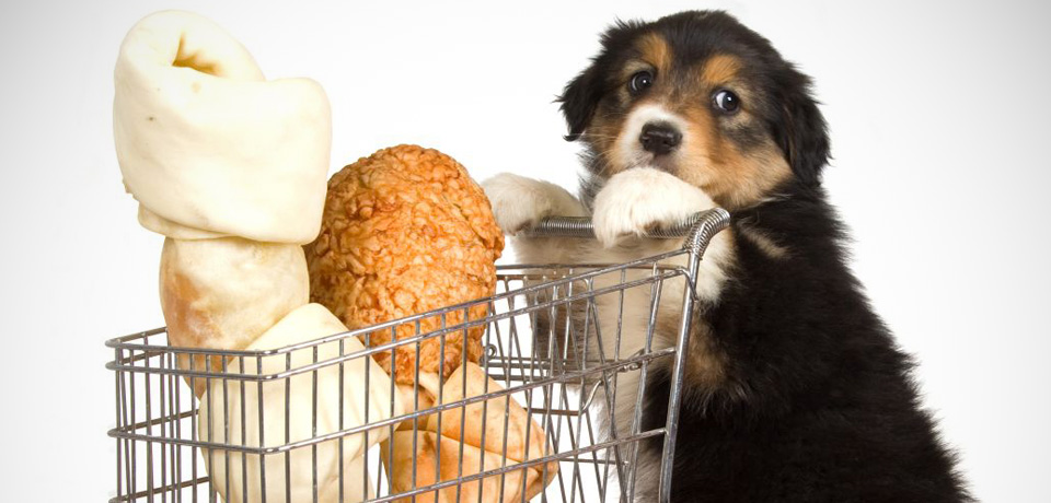 Pet shop online: saiba como comprar acessórios para o seu pet!